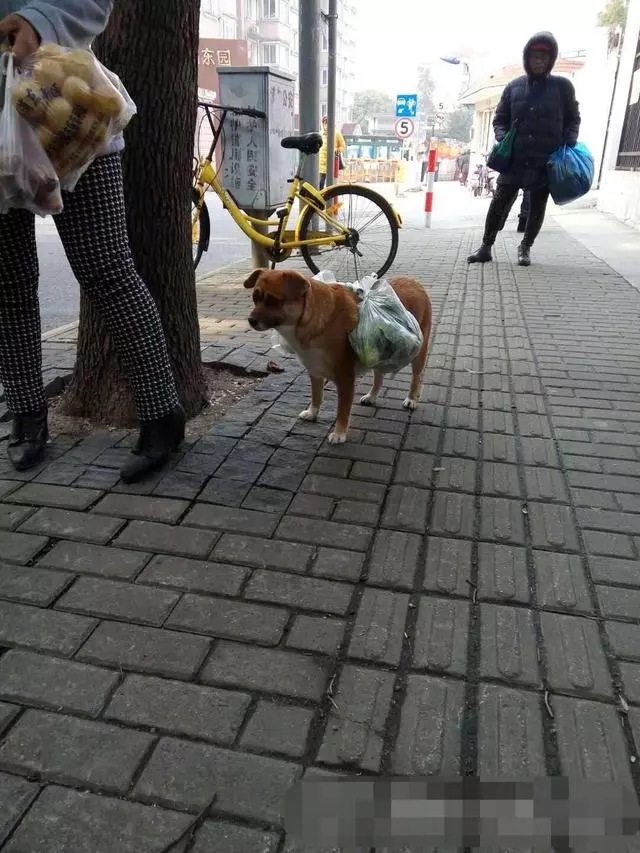 狗狗逛完菜市場,突然原地不走了,主人卻很感動:這是在報恩