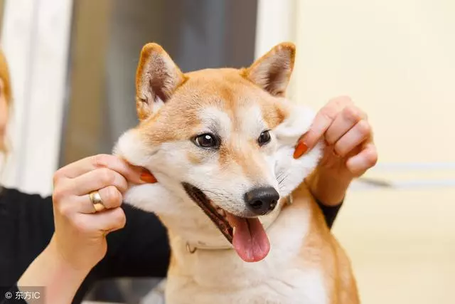 柴犬帶著男主人一起看美女,氣壞女主人:你倆是當我不存在嗎?