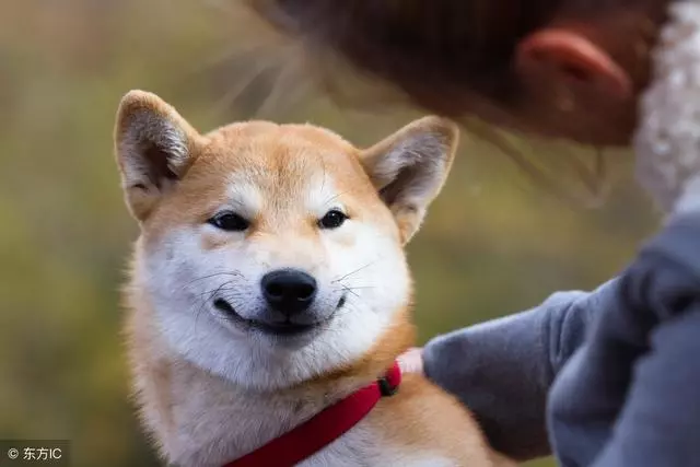 柴犬帶著男主人一起看美女,氣壞女主人:你倆是當我不存在嗎?