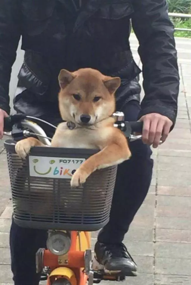 柴犬帶著男主人一起看美女,氣壞女主人:你倆是當我不存在嗎?