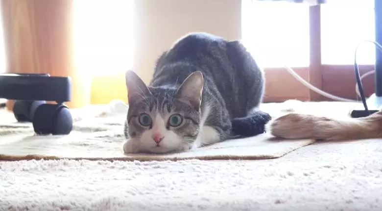 日本灰貓猛晃屁股蛋賣萌 網友大笑30秒:很有喜感