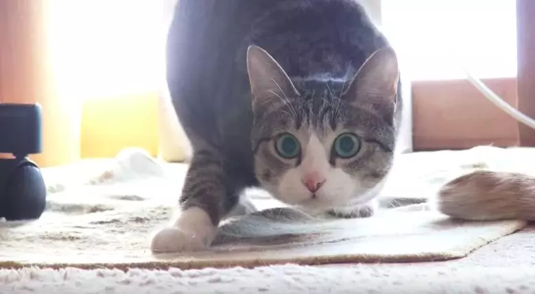 日本灰貓猛晃屁股蛋賣萌 網友大笑30秒:很有喜感