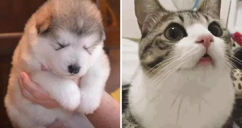 日本灰貓猛晃屁股蛋賣萌 網友大笑30秒:很有喜感
