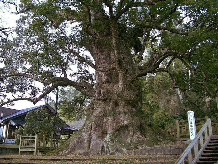 這20位神人花3年時間「將一棵樹雕刻成獅子」破世界紀錄,獅子正面霸氣到馬上跪下來了...