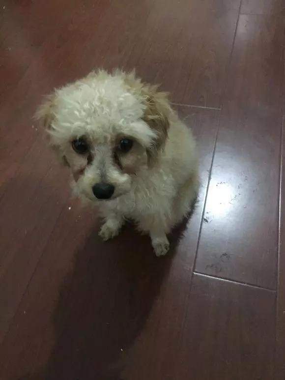街上碰到一隻流浪狗,女孩帶回家後,閨蜜:原來泰迪也可以這麼丑
