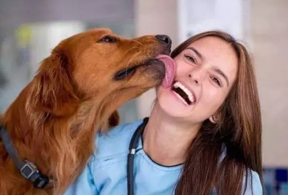 狗狗舔人的5種可能,你家狗狗屬於哪種?