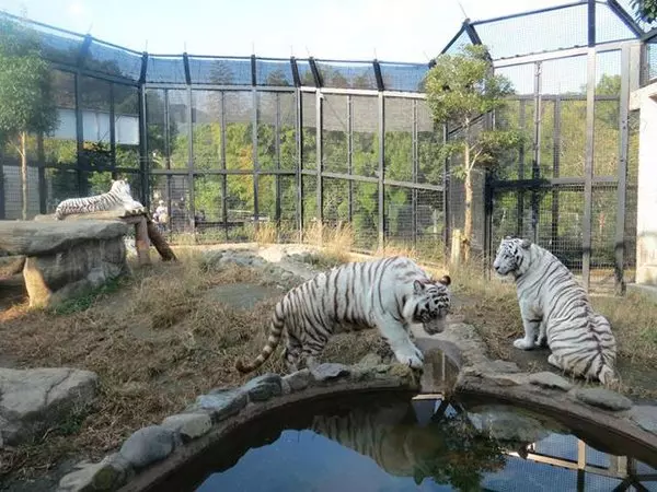 日本白老虎殺人 動物園職員身亡