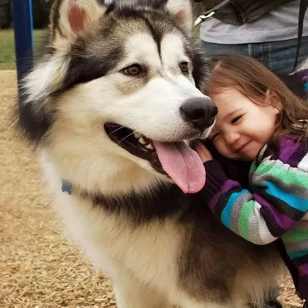 王思聰曬愛犬伙食,網友:我去搬磚了