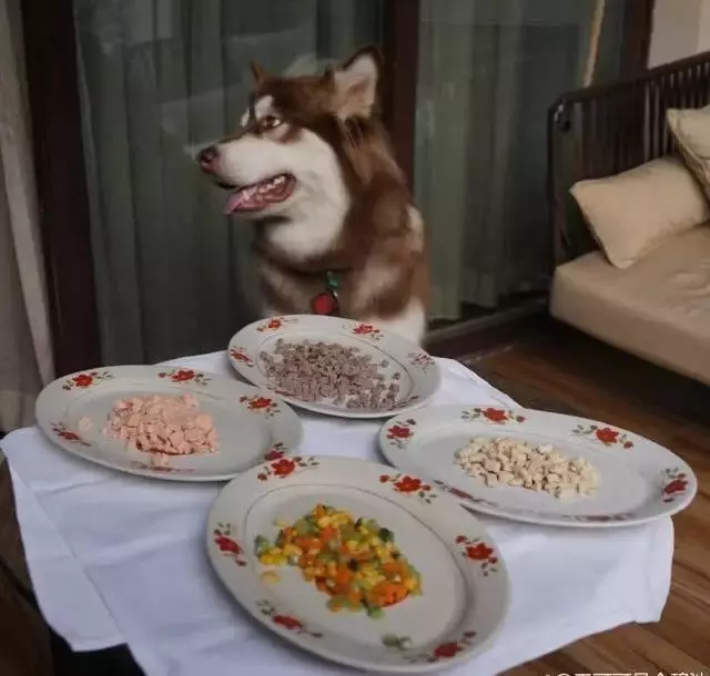 王思聰曬愛犬伙食,網友:我去搬磚了