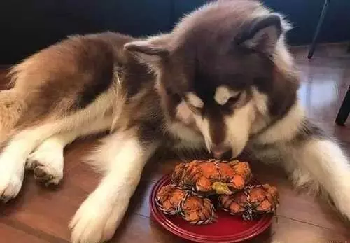 王思聰曬愛犬伙食,網友:我去搬磚了