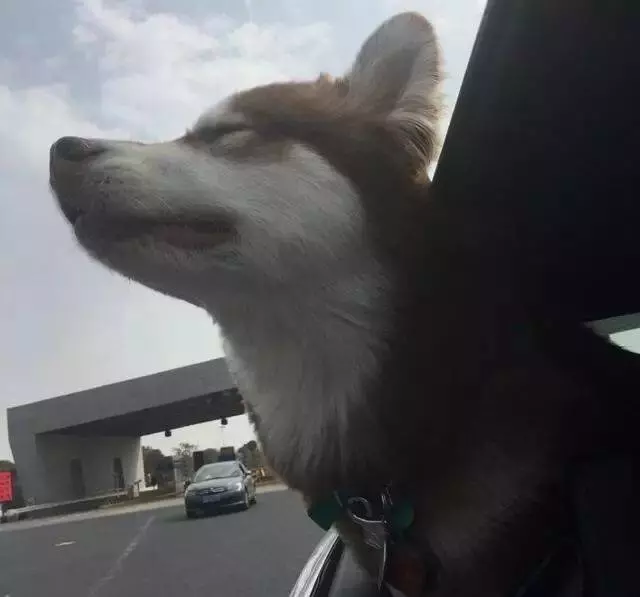 王思聰曬愛犬伙食,網友:我去搬磚了