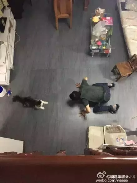 出一張嘴!那些說「養寵物哩丟災系」的爸媽 現在全「惜命命」:別帶走我金孫