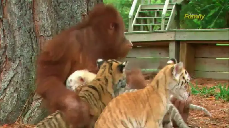 沒媽自己找!小老虎「黏紅毛猩猩」當保母 鑽懷裡「塞奶討抱抱」:倫家想喝捏捏~