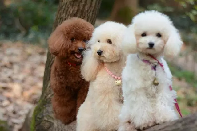 主人這5種做法,會讓你家泰迪犬很傷心、很失望