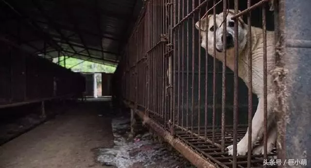 韓國最髒狗肉場被曝光,狗狗被迫吃垃圾,甚至還有被偷狗只