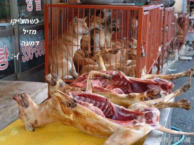 韓國最髒狗肉場被曝光,狗狗被迫吃垃圾,甚至還有被偷狗只