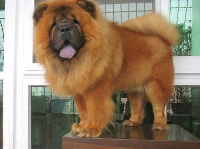 養狗!我勸你不要養「松獅犬」