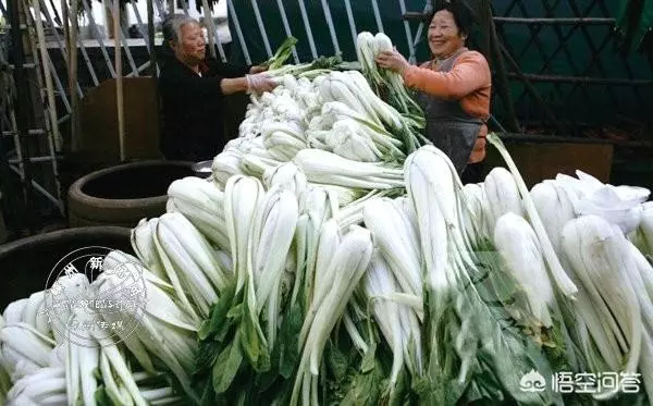 腌制鹹菜,用什麼材料比較好?怎麼製作?