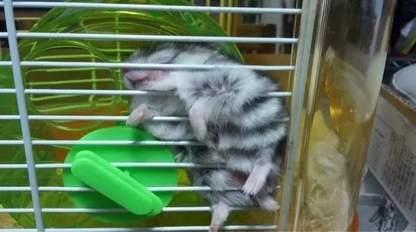 這24隻動物真的超會放鬆心情的~真是羨慕啊~