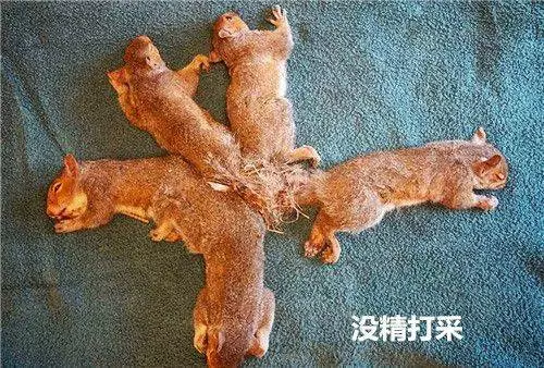 以為5隻松鼠貪玩纏繞在一起,醫生解開後不禁臉色一沉:人性呢