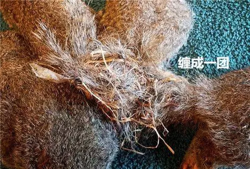 以為5隻松鼠貪玩纏繞在一起,醫生解開後不禁臉色一沉:人性呢