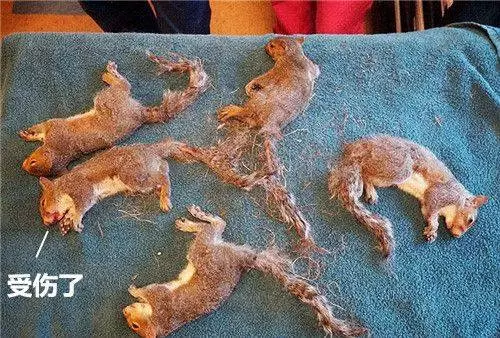以為5隻松鼠貪玩纏繞在一起,醫生解開後不禁臉色一沉:人性呢