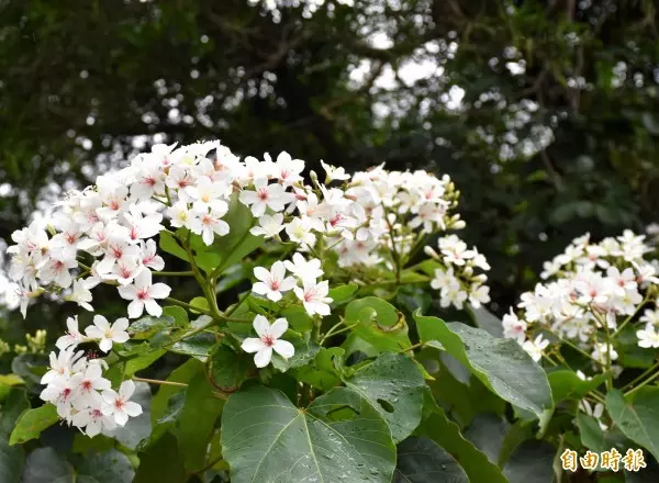 10月也可以賞「5月雪」! 中壢這條路桐花開好開滿