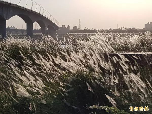 10月也可以賞「5月雪」! 中壢這條路桐花開好開滿