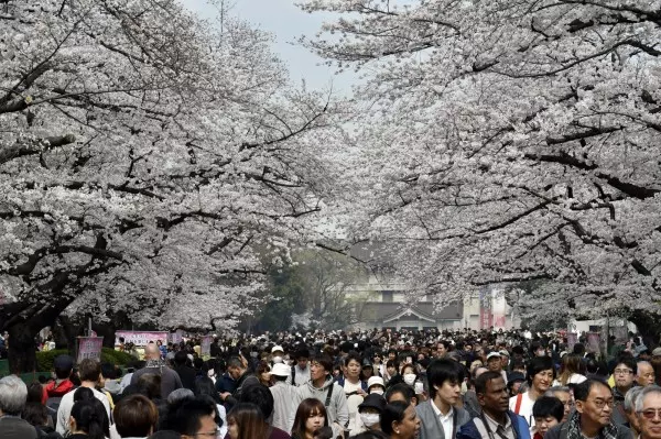 10月也可以賞「5月雪」! 中壢這條路桐花開好開滿