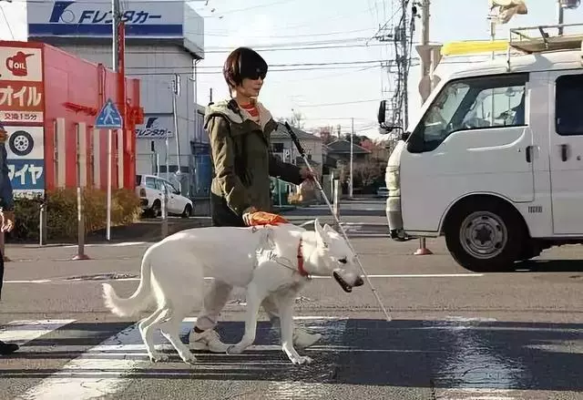 導盲犬退役後整日抑鬱,無法忘記曾經工作,萬幸被主人暖心對待