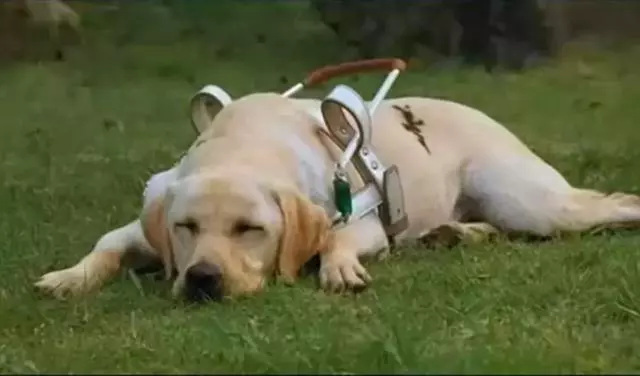 導盲犬退役後整日抑鬱,無法忘記曾經工作,萬幸被主人暖心對待