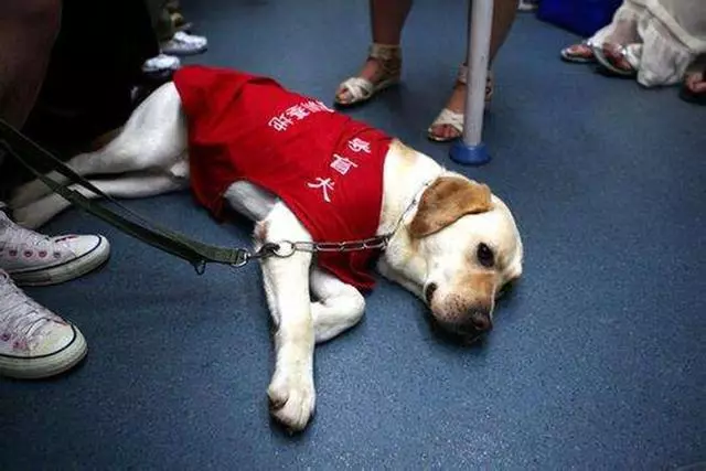 導盲犬退役後整日抑鬱,無法忘記曾經工作,萬幸被主人暖心對待