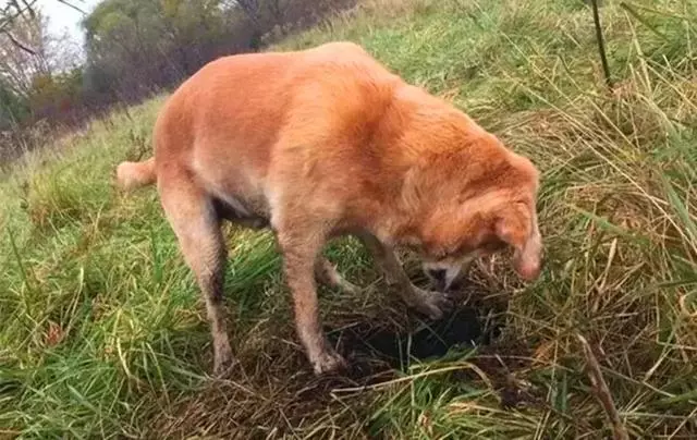 導盲犬退役後整日抑鬱,無法忘記曾經工作,萬幸被主人暖心對待
