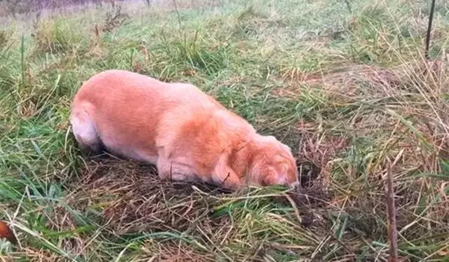 導盲犬退役後整日抑鬱,無法忘記曾經工作,萬幸被主人暖心對待