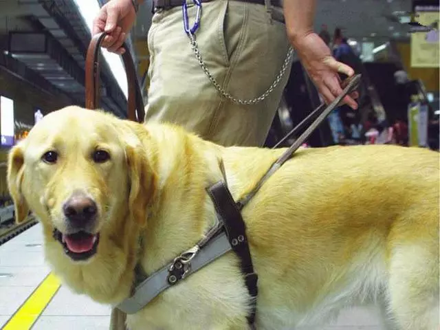 導盲犬退役後整日抑鬱,無法忘記曾經工作,萬幸被主人暖心對待
