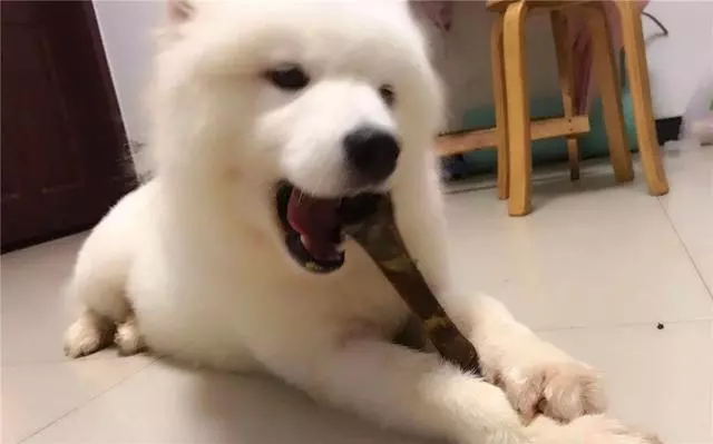寵物狗矯情到不能吃骨頭?面對寵物世紀話題,狗狗有話要講
