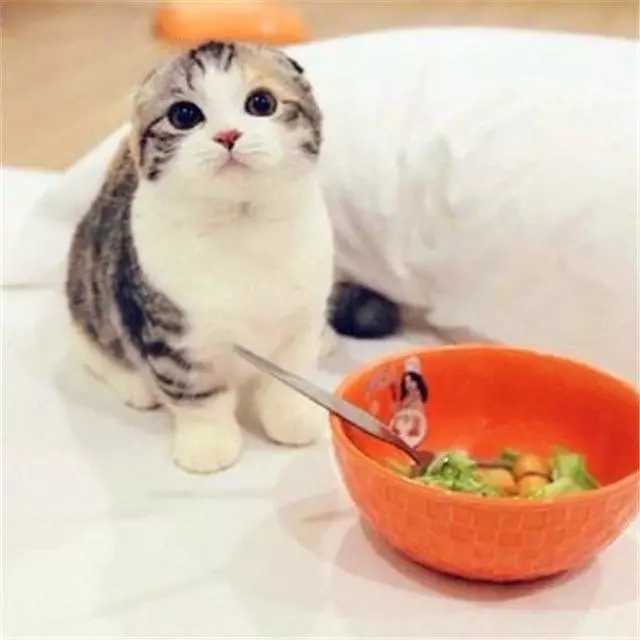 貓咪經常挑食惹人愁,鏟屎官切忌勤換糧,五種防挑食的喂糧方式