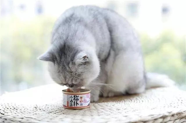 貓咪經常挑食惹人愁,鏟屎官切忌勤換糧,五種防挑食的喂糧方式