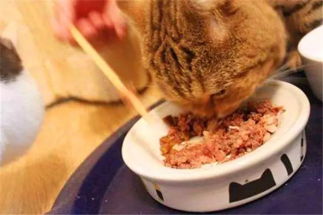 貓咪經常挑食惹人愁,鏟屎官切忌勤換糧,五種防挑食的喂糧方式
