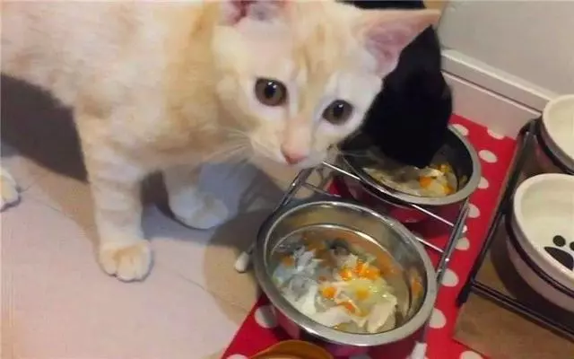 貓咪經常挑食惹人愁,鏟屎官切忌勤換糧,五種防挑食的喂糧方式