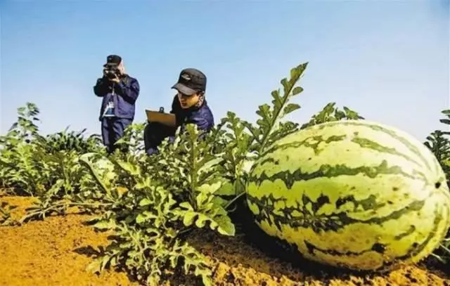 點沙成土!中國這一逆天發明震撼世界,讓沙漠種植成為現實!