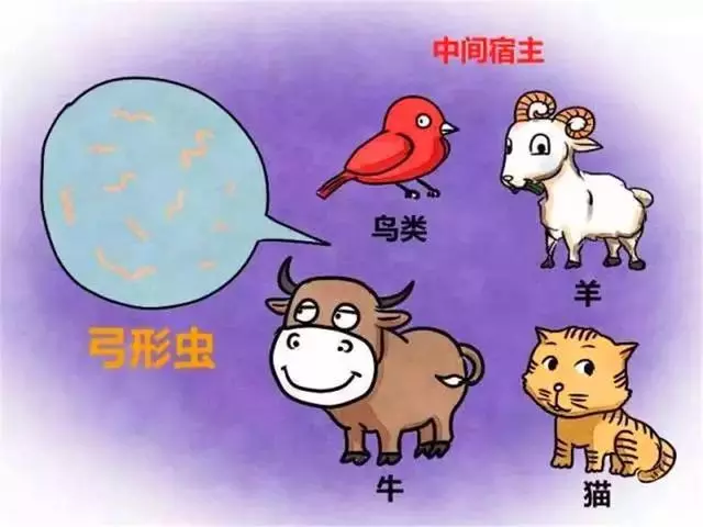 吸貓後竟染上疾病,鏟屎官需學會三種防治方法,遠離「貓病」