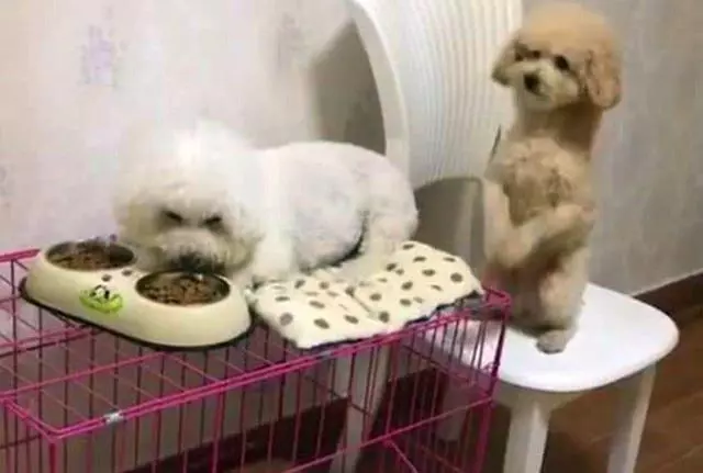 婆婆嫌棄我養狗家裡髒,6招護理的小辦法,狗狗被打理得好精緻