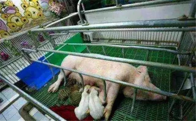 小老虎失去母親後被救助,由豬媽媽負責照顧,每天和小豬搶食物