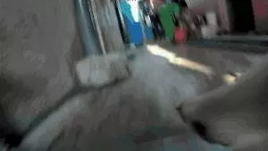 請你放過狗,讓它自生自滅吧