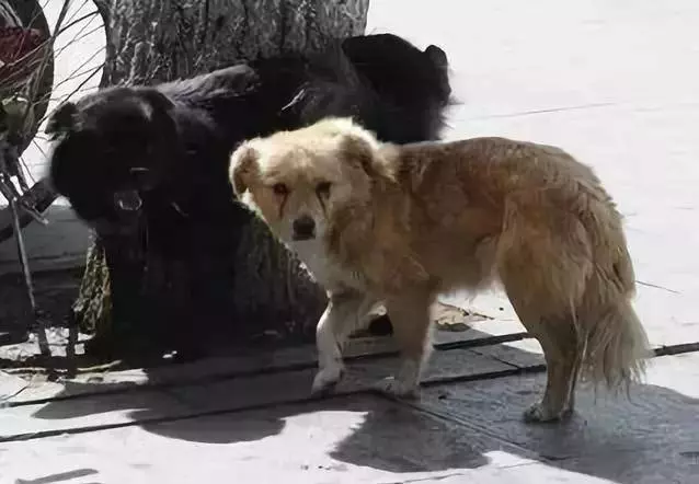 請你放過狗,讓它自生自滅吧