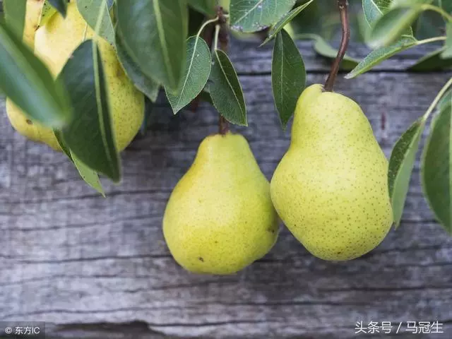 能解渴生津的梨,可謂「百果之宗」