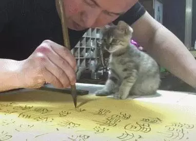 一人一貓一世界,主人全神貫注練書法,懵懂小貓全程作陪,超暖