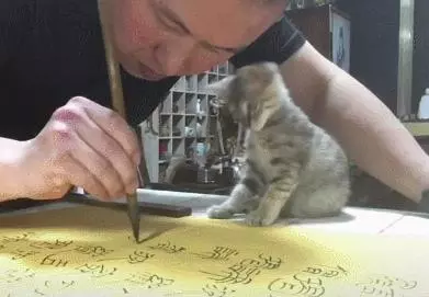 一人一貓一世界,主人全神貫注練書法,懵懂小貓全程作陪,超暖