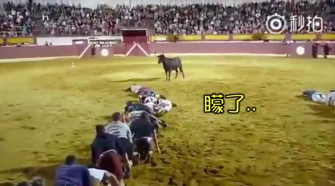 聽說牛會攻擊比自己高的對象,於是有一群志願者去做實驗想證實此事